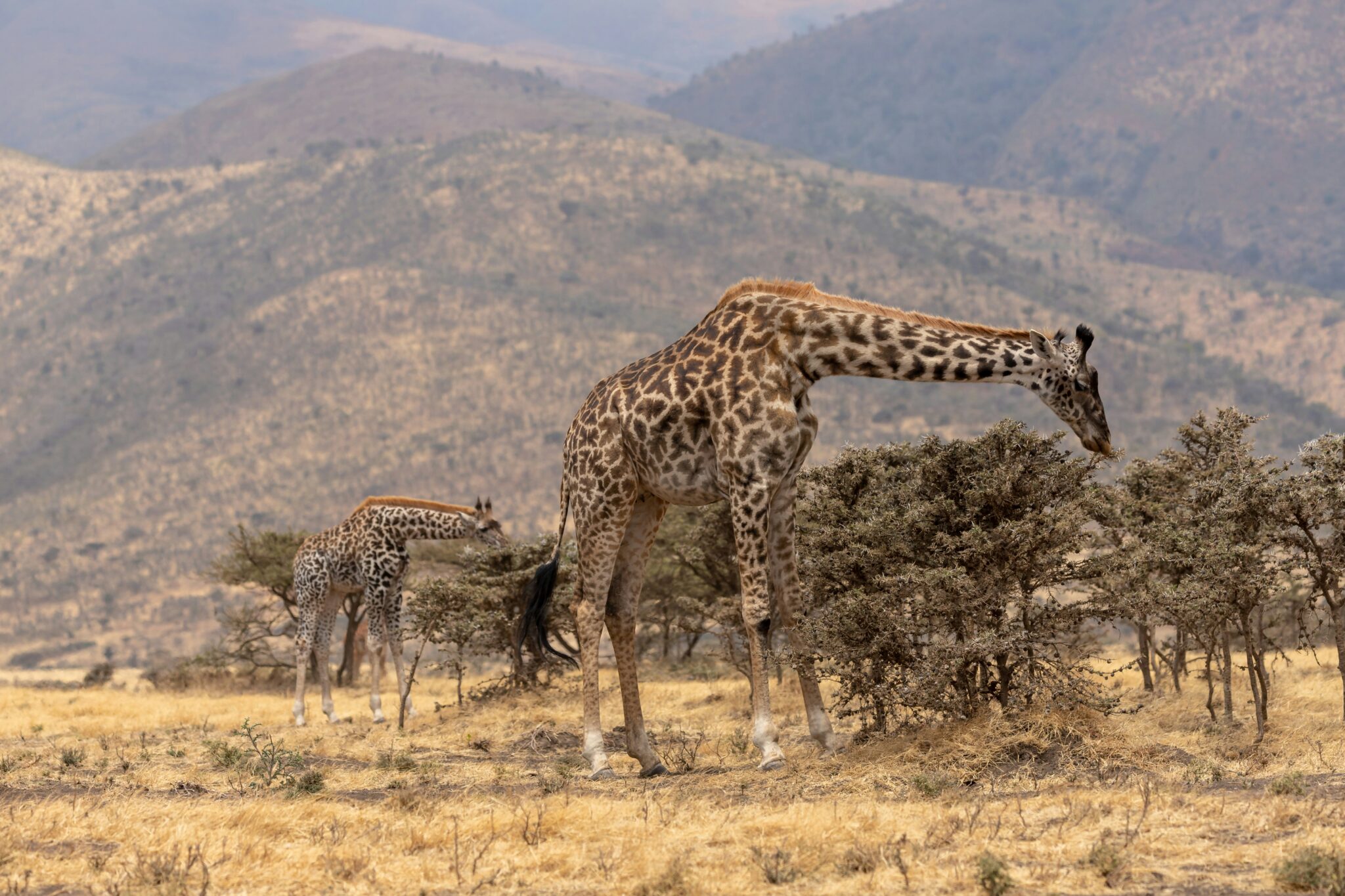 Ngorongoro-Schutzgebiet