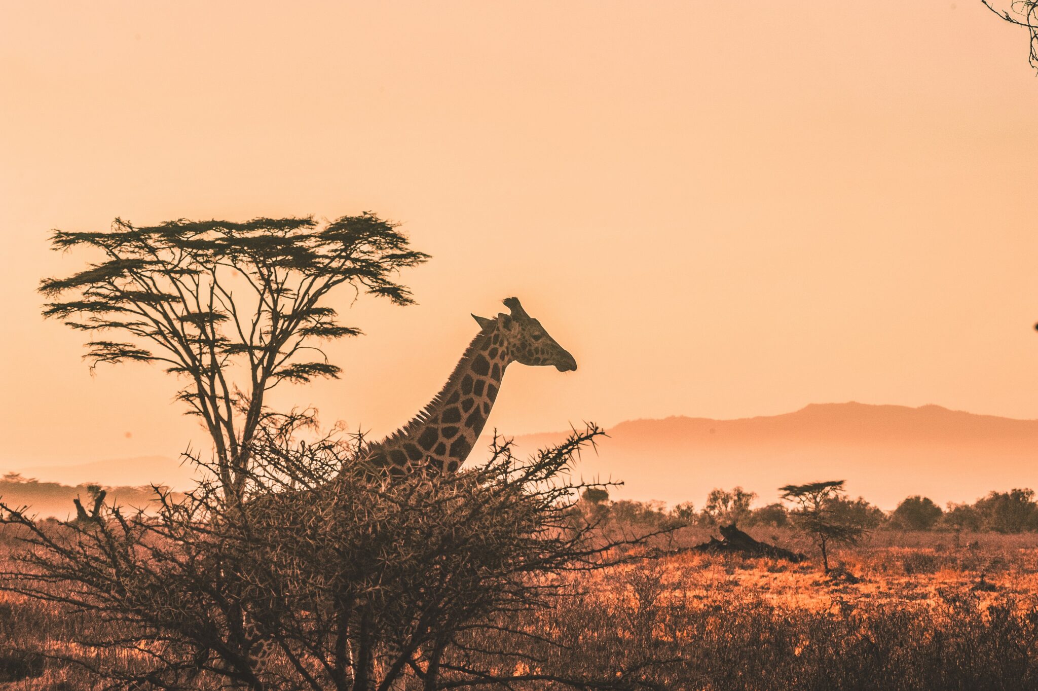 Safari in Kenia