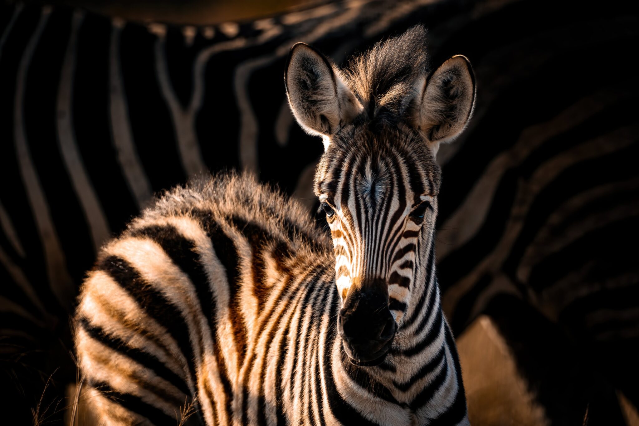 Safari in Tansania