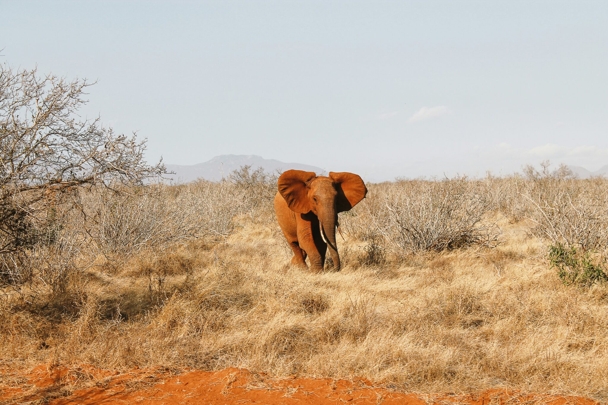 Tsavo Ost